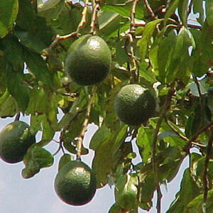 Monroe avocado tree 3