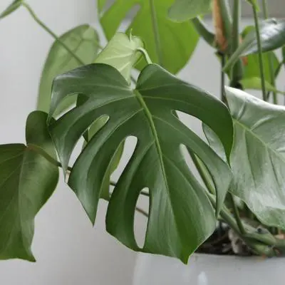 Monstera Deliciosa (Swiss Cheese Plant) (Height: 2 - 3 FT)