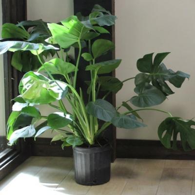 Monstera Deliciosa (Swiss Cheese Plant) (Height: 2 - 3 FT)