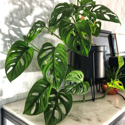 Monstera Deliciosa (Swiss Cheese Plant) (Height: 2 - 3 FT)