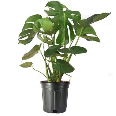 Monstera Deliciosa (Swiss Cheese Plant) (Height: 2 - 3 FT)