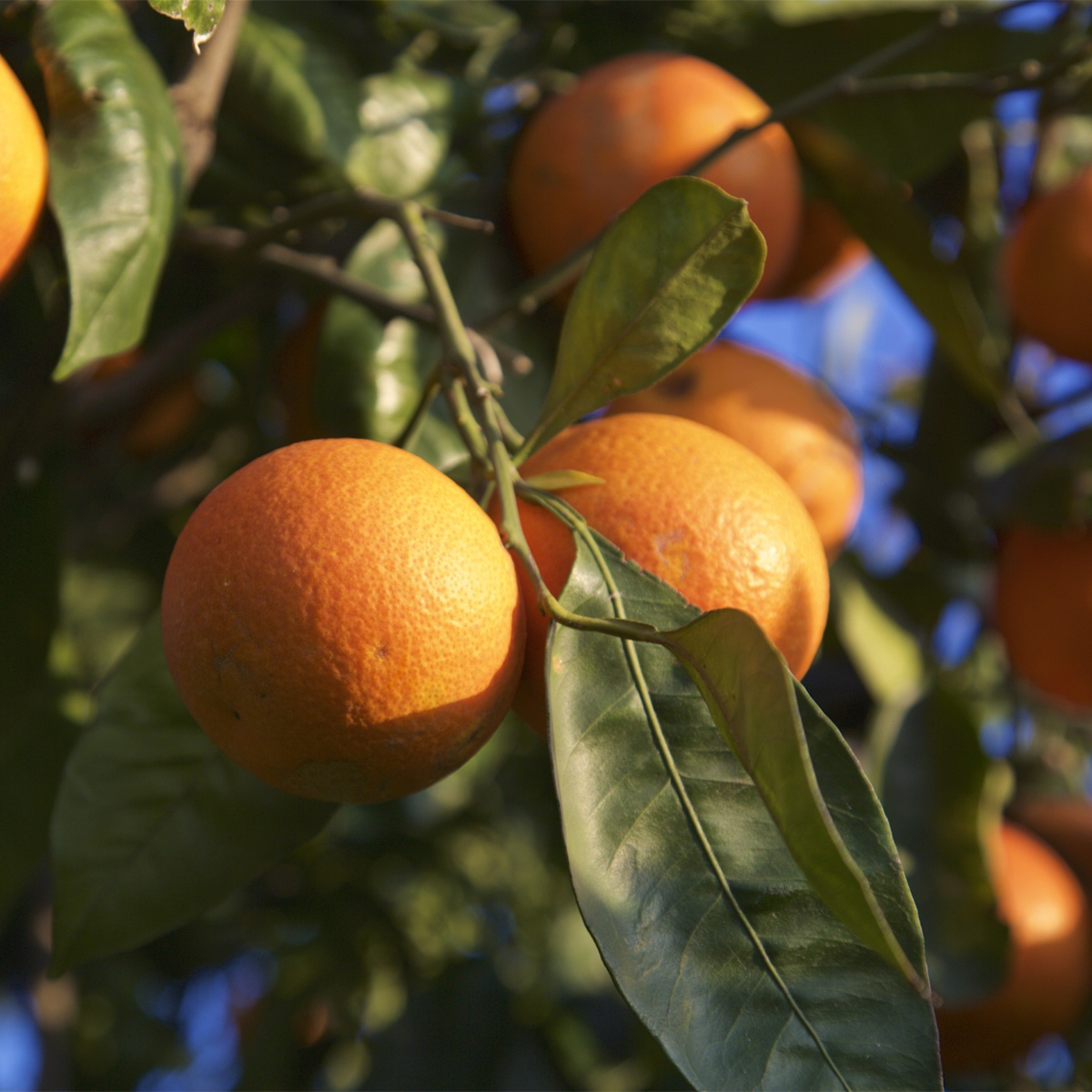 Moro Blood Orange Tree (Height: 18 - 26 IN)