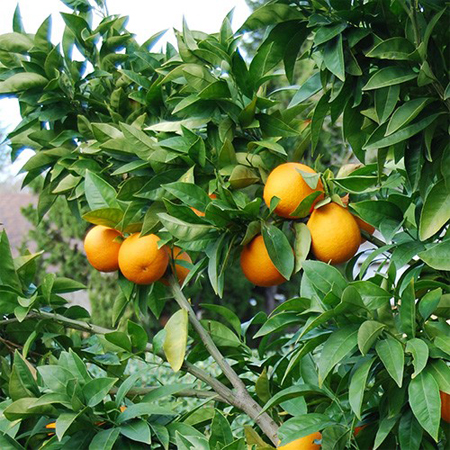 Moro Blood Orange Tree (Height: 18 - 26 IN)