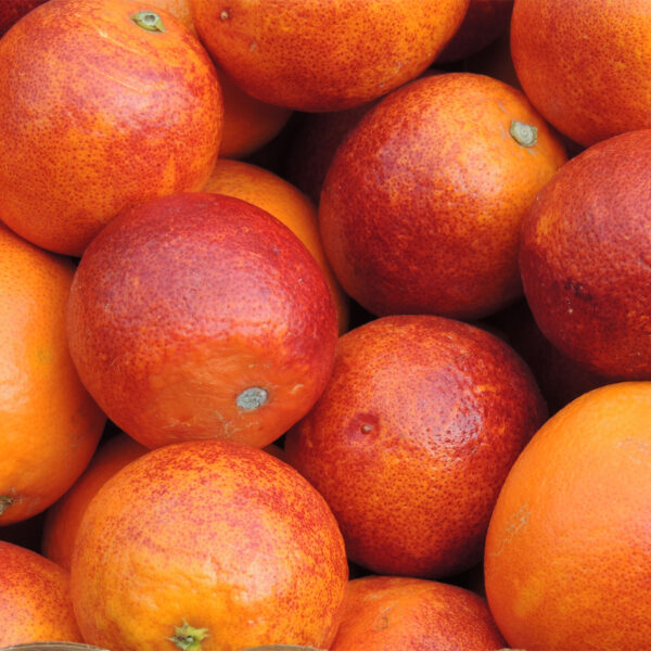 Moro-Blood-Orange-Tree-03-1