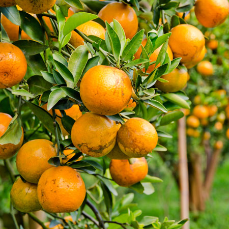 Moro Blood Orange Tree (Height: 3 - 4 FT)