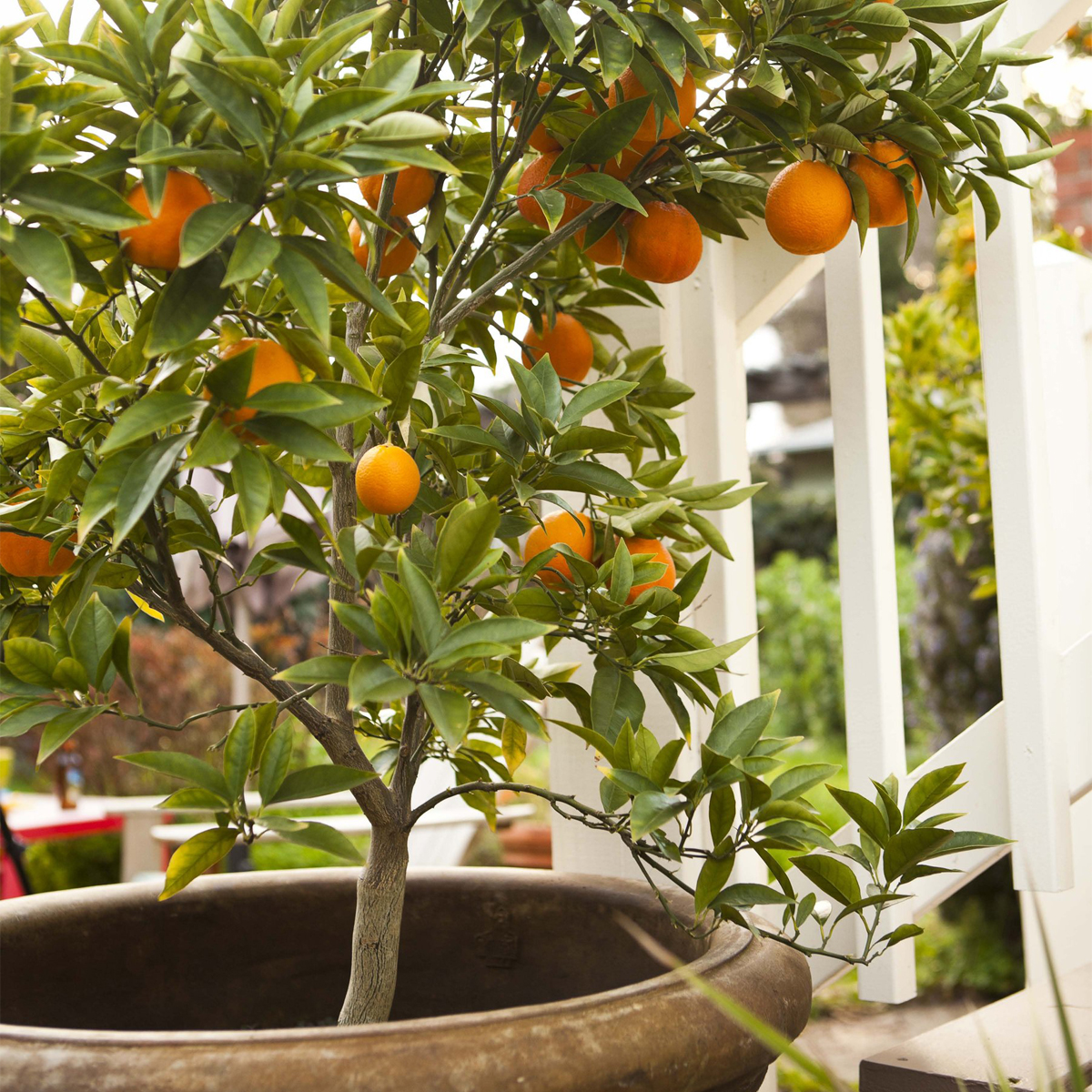 Moro Blood Orange Tree (Height: 3 - 4 FT)