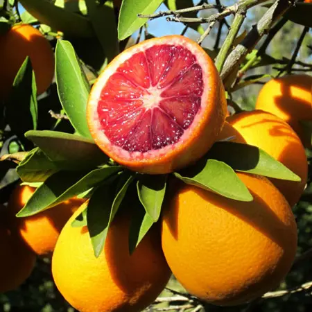 Moro Blood Orange Tree (Height: 18 - 26 IN)