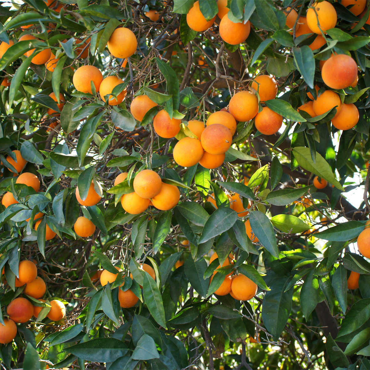 Moro Blood Orange Tree (Height: 3 - 4 FT)