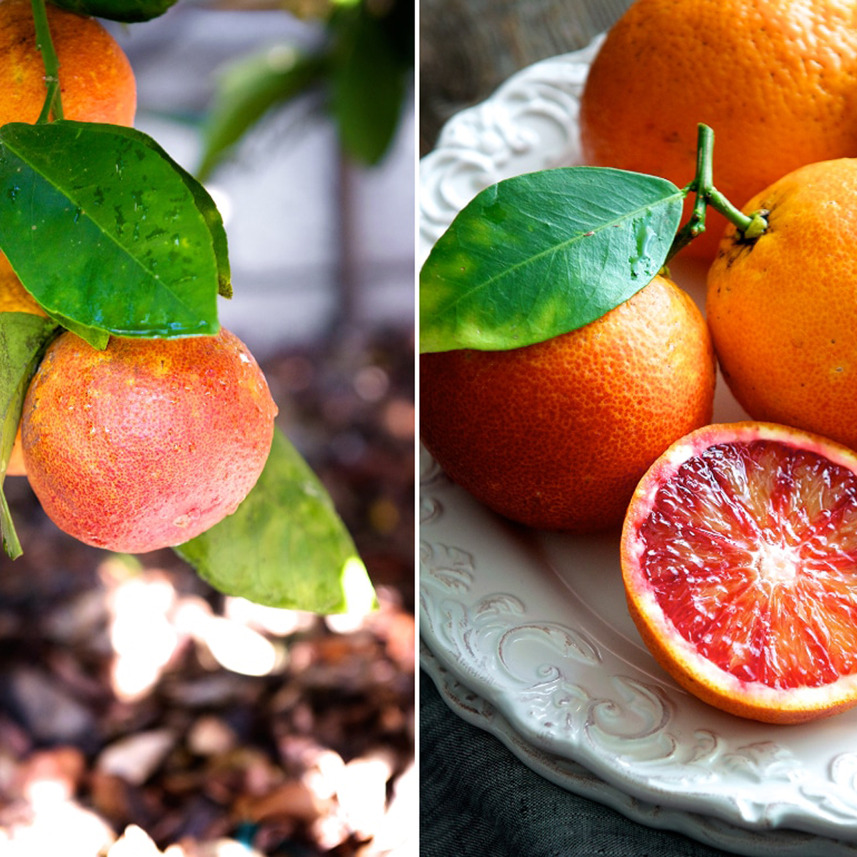 Moro Blood Orange Tree (Height: 3 - 4 FT)