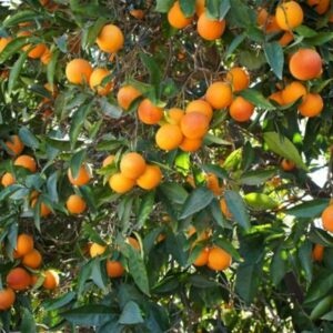 Moro Blood Orange Tree