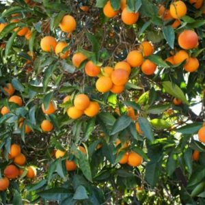 Moro-Blood-Orange-Tree-400-1