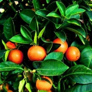 Murcott-Honey-Tangerine-Tree-400-1