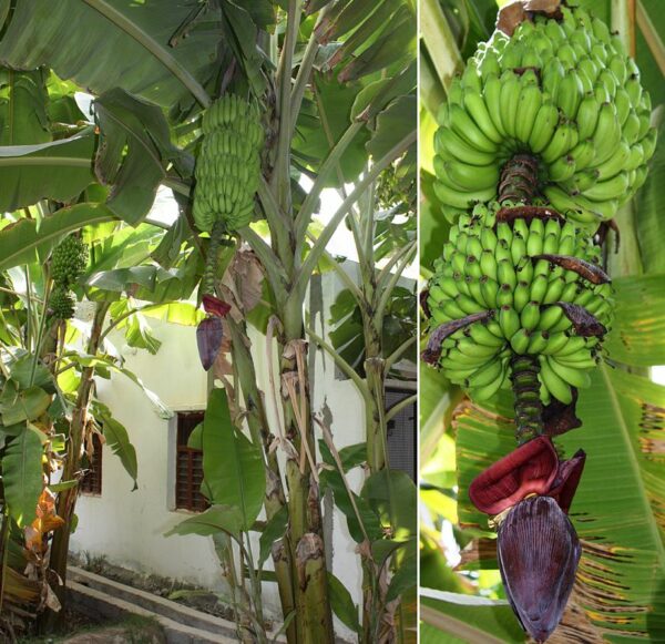 Mysore Banana Tree