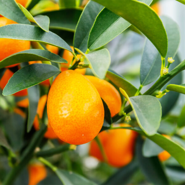 Nagami-Kumquat-Tree-05
