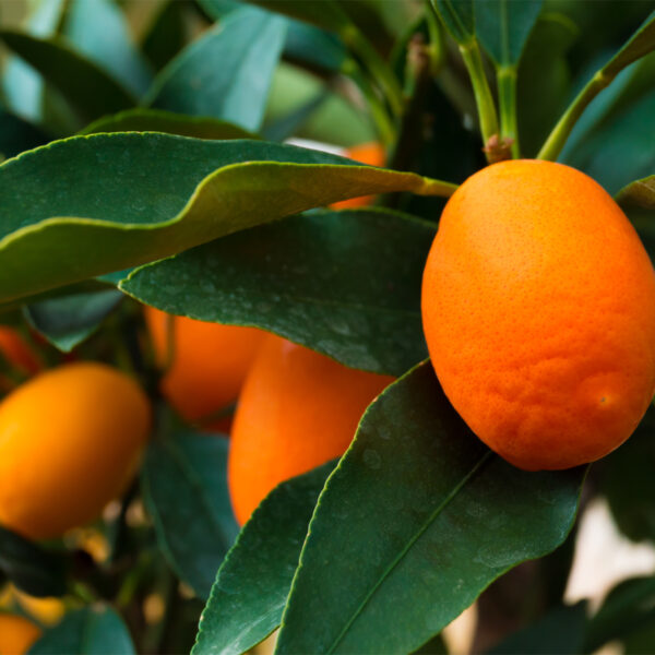 Nagami-Kumquat-Tree-07