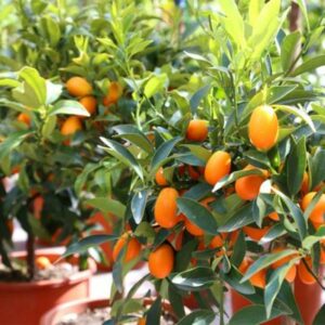 Nagami-Sour-Kumquat-Tree-400-1