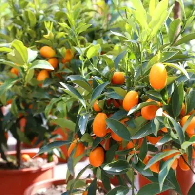 Nagami Sour Kumquat Tree (Height: 12 - 16 IN, Shape: Bushy)