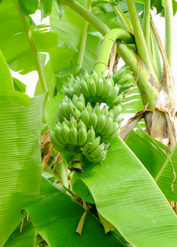 Nam Wah Banana Tree