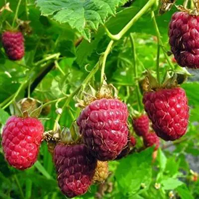 Nantahala Raspberry Plant (Height: 10 - 18 IN)