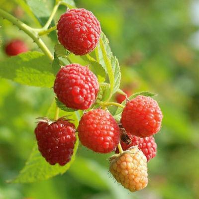 Nantahala Raspberry Plant (Height: 10 - 18 IN)