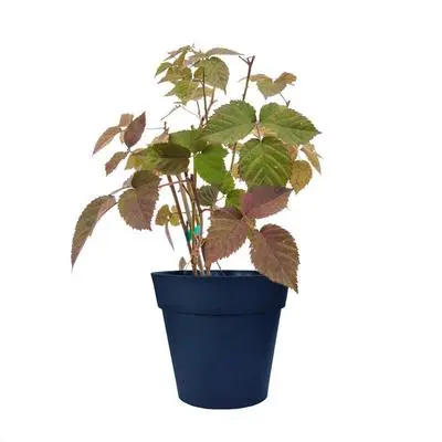 Nantahala Raspberry Plant (Height: 10 - 18 IN)