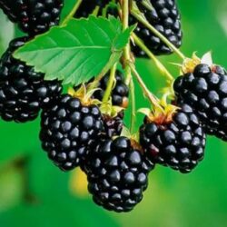 Navaho-Blackberry-Plant-400-1