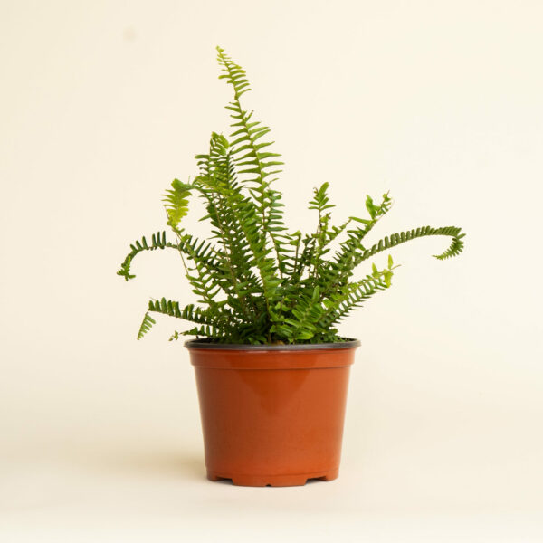 Nephrolepis-Exaltata-Fluffy-Ruffle-Fern-01-scaled