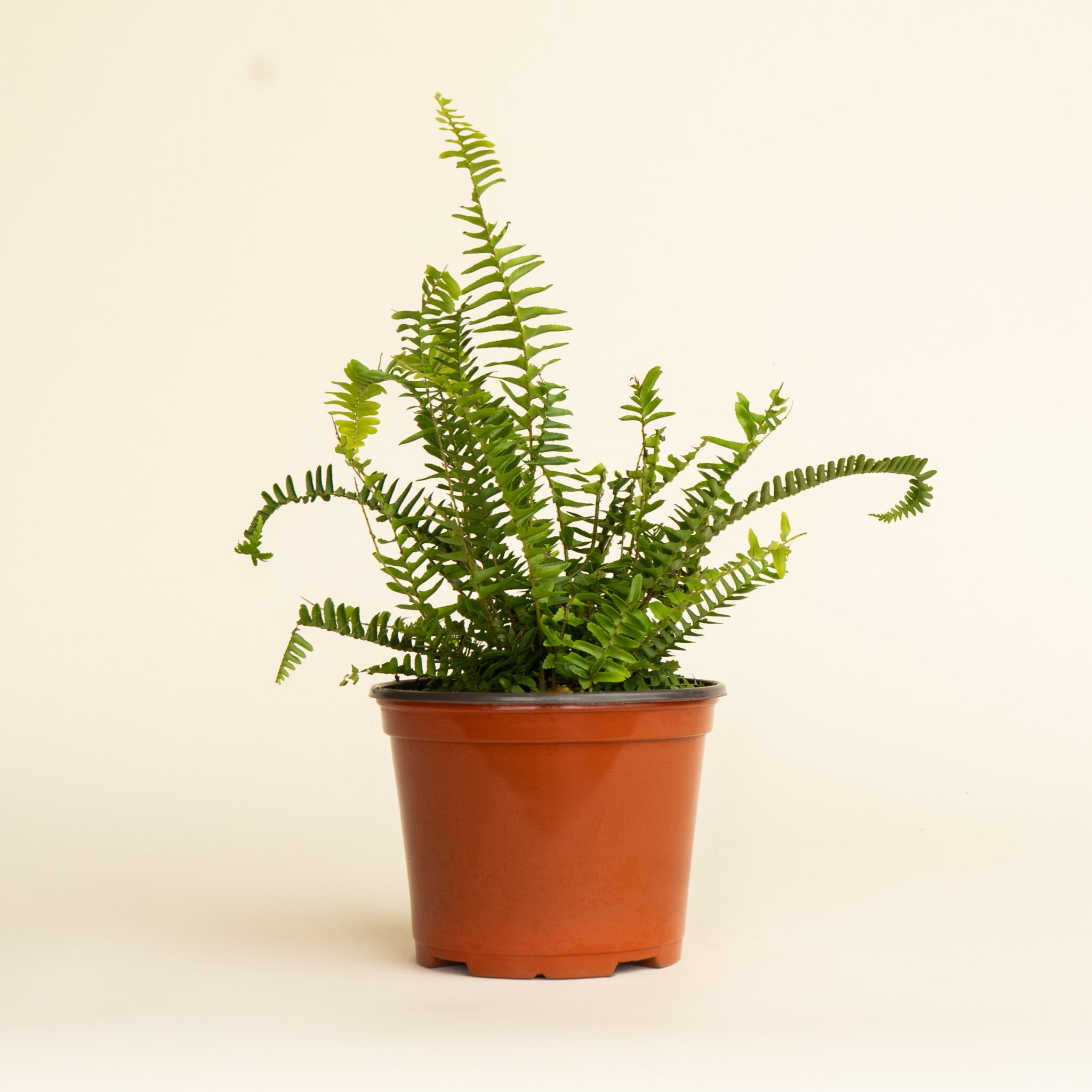 Nephrolepis Exaltata Fluffy Ruffle Fern (Pot: Grower Pot)