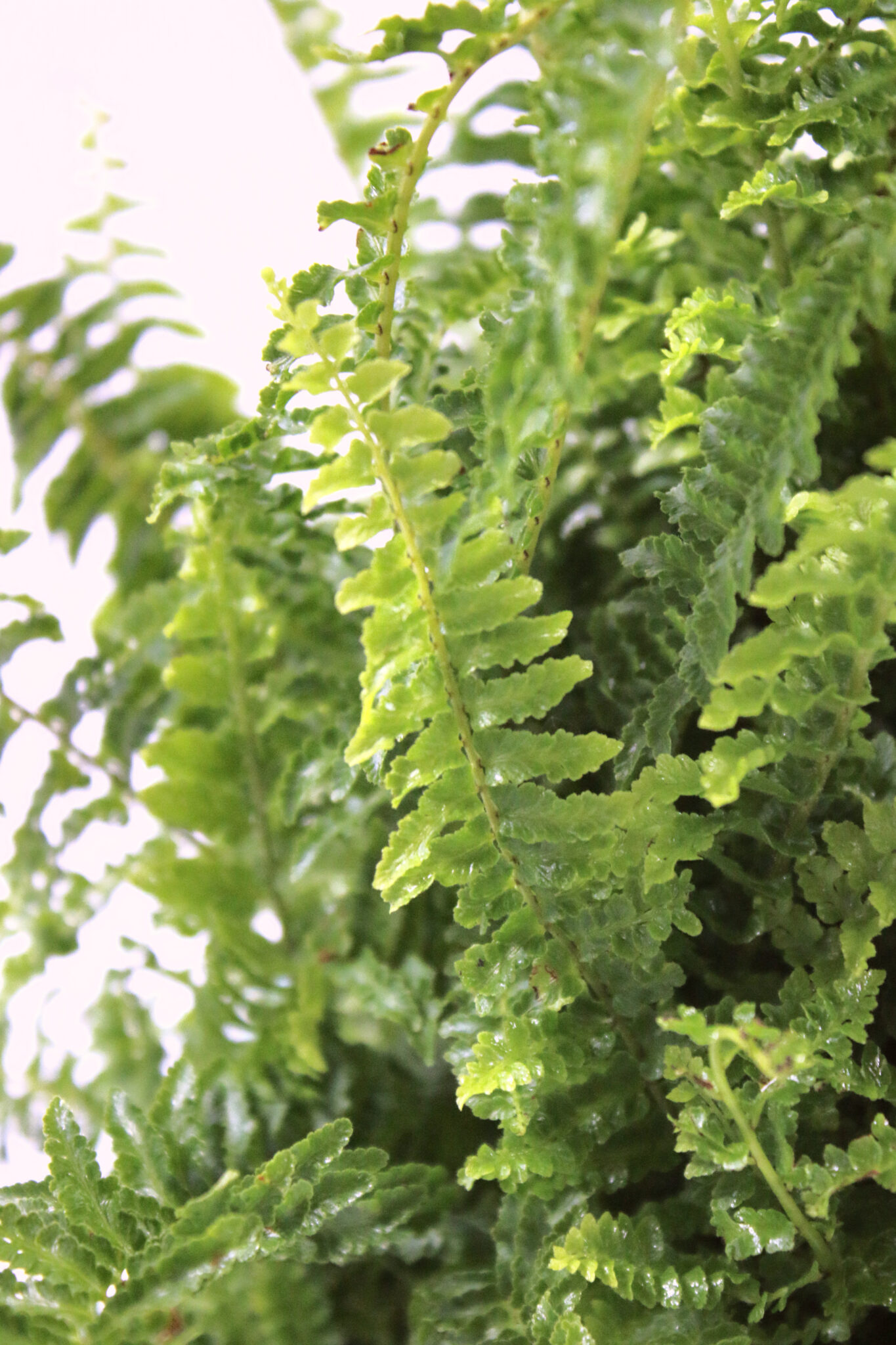 Nephrolepis Exaltata Fluffy Ruffle Fern (Pot: Grower Pot)