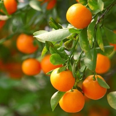 Nules Clementine Trees for Sale