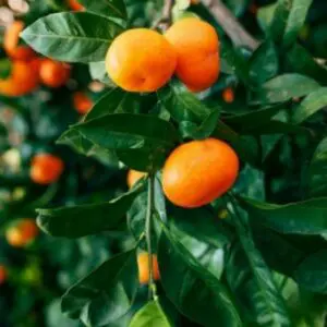 Nules Clementine Tree 400-3