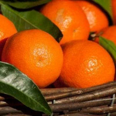 Nules Clementine Trees for Sale