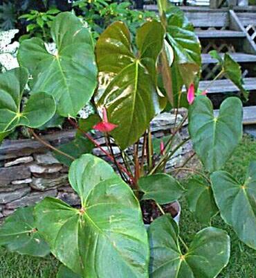 Oaxaca Anthurium Plant (Height: 6 - 10 IN)