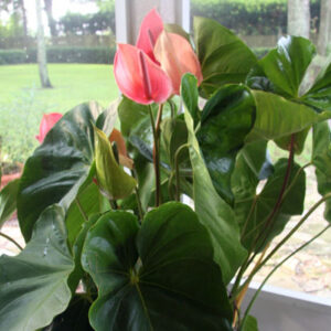 Oaxaca-Anthurium-2