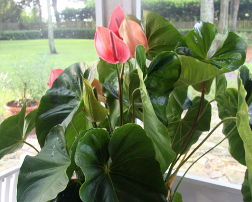 Oaxaca Anthurium Plant (Height: 6 - 10 IN)