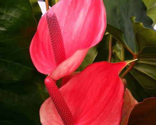 Oaxaca Anthurium Plant (Height: 6 - 10 IN)