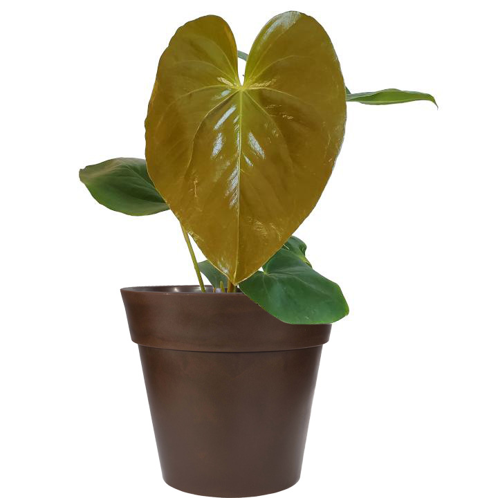 Oaxaca Anthurium Plant (Height: 6 - 10 IN)