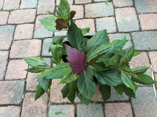 Okinawan Spinach Plant (Height: 8 - 12 IN)