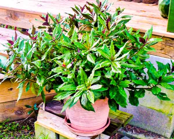 Okinawan Spinach Plant (Height: 8 - 12 IN)