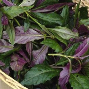Okinawan-Spinach-plant