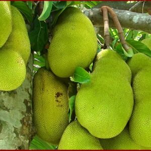 Orange Crush Jackfruit Tree 1