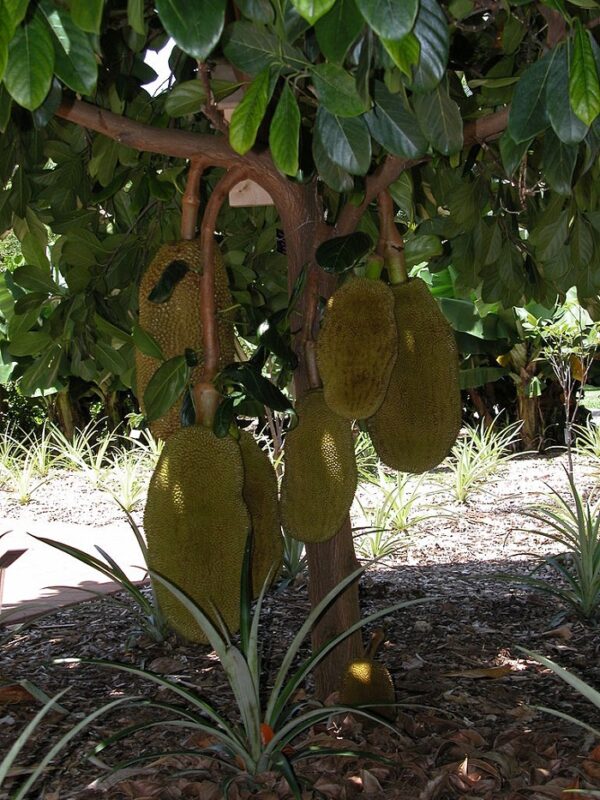 Orange Crush Jackfruit Tree 2