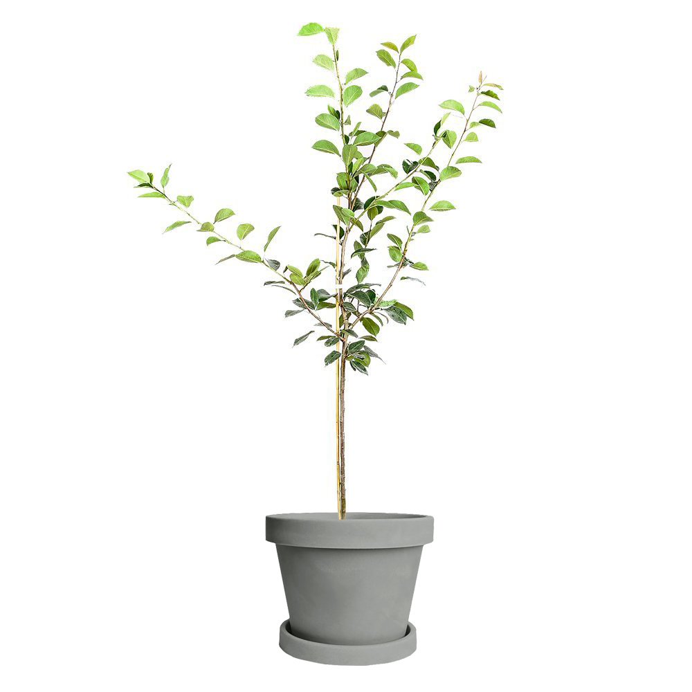 Orient Pear Tree (Height: 3 - 4 FT)