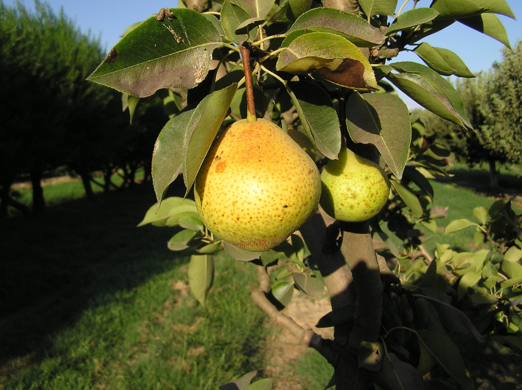 Orient Pear Tree (Height: 3 - 4 FT)