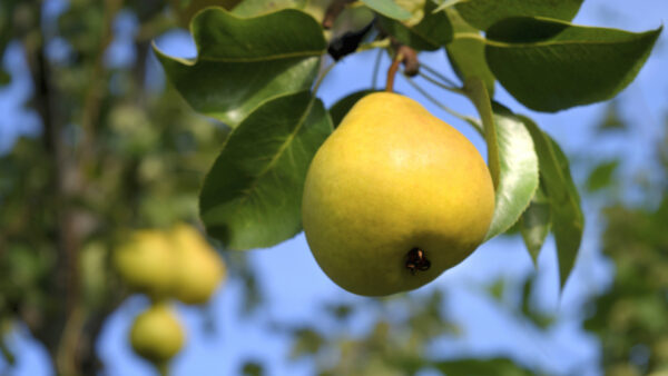 Orient-Pear tree