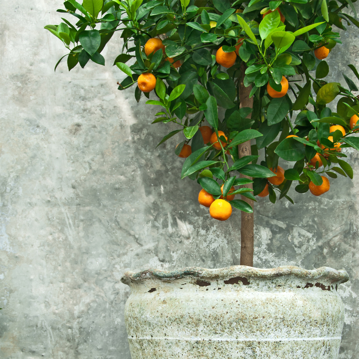 Satsuma Mandarin Orange Tree ‘Frost Owari’ (Citrus unshiu)