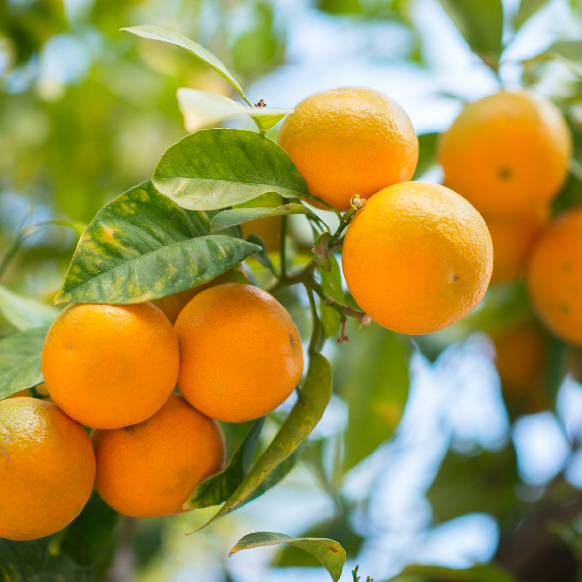 Owari Satsuma Trees - Citrus reticulata for Sale