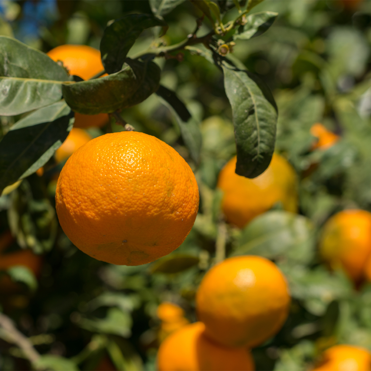 Owari Satsuma Tree (Height: 3 - 4 FT, Ship Method: Delivery)