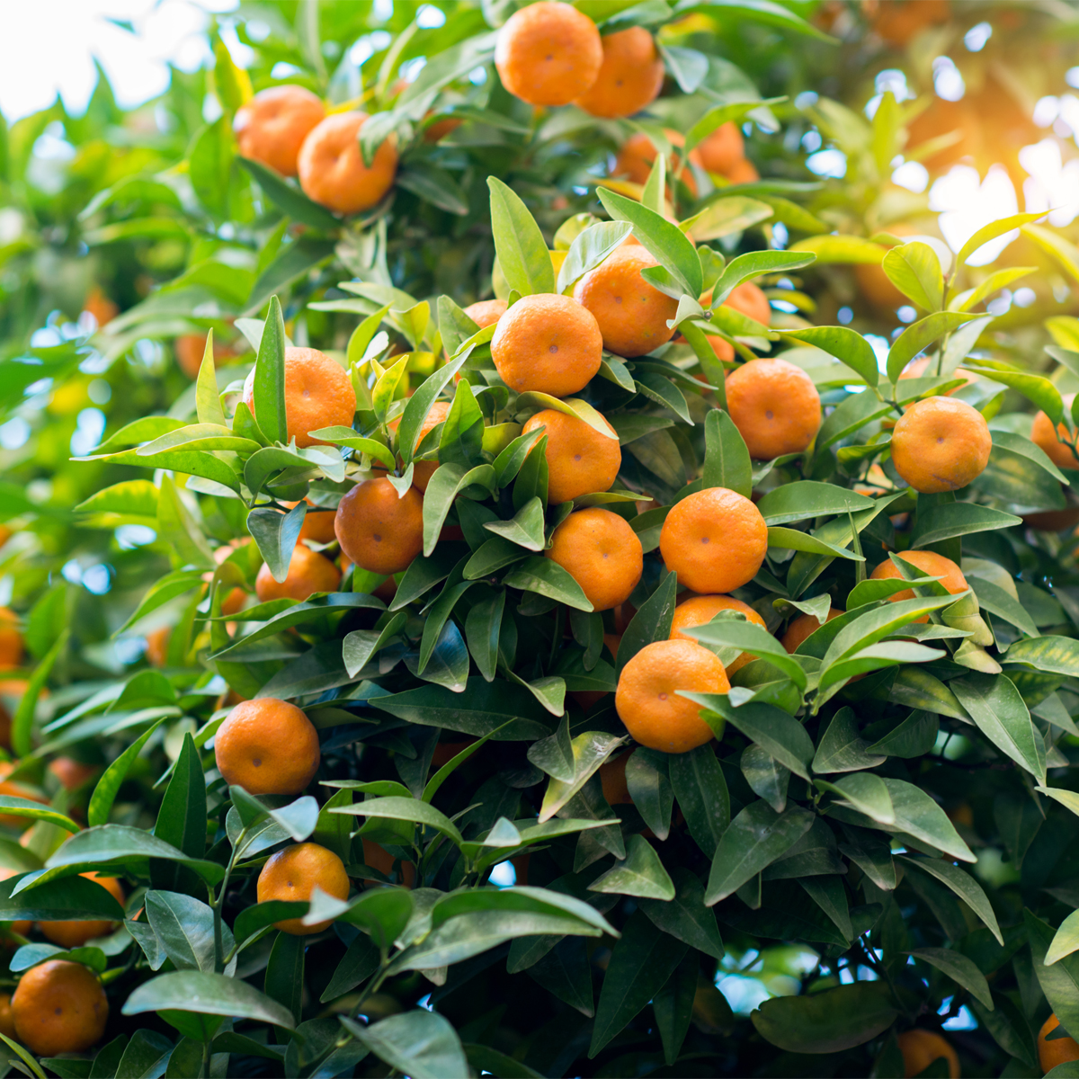 Owari Satsuma Tree (Height: 18 - 26 IN, Ship Method: Delivery)