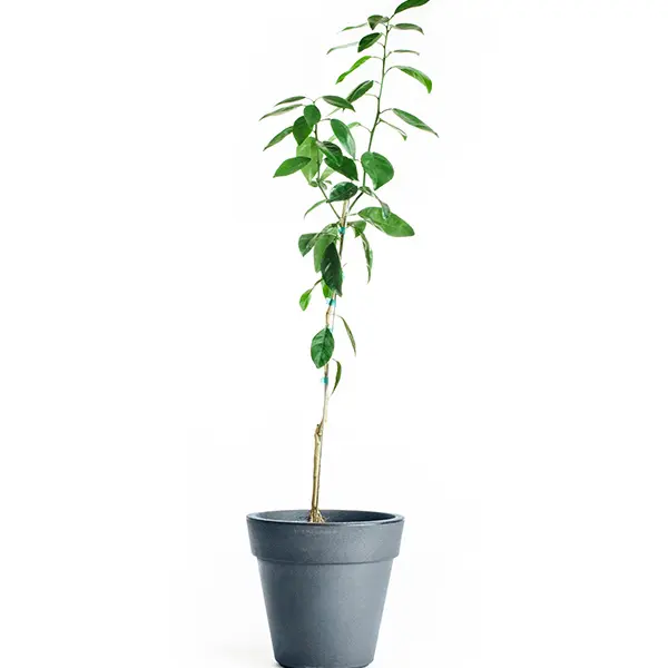 Owari Satsuma Tree (Height: 3 - 4 FT, Ship Method: Delivery)